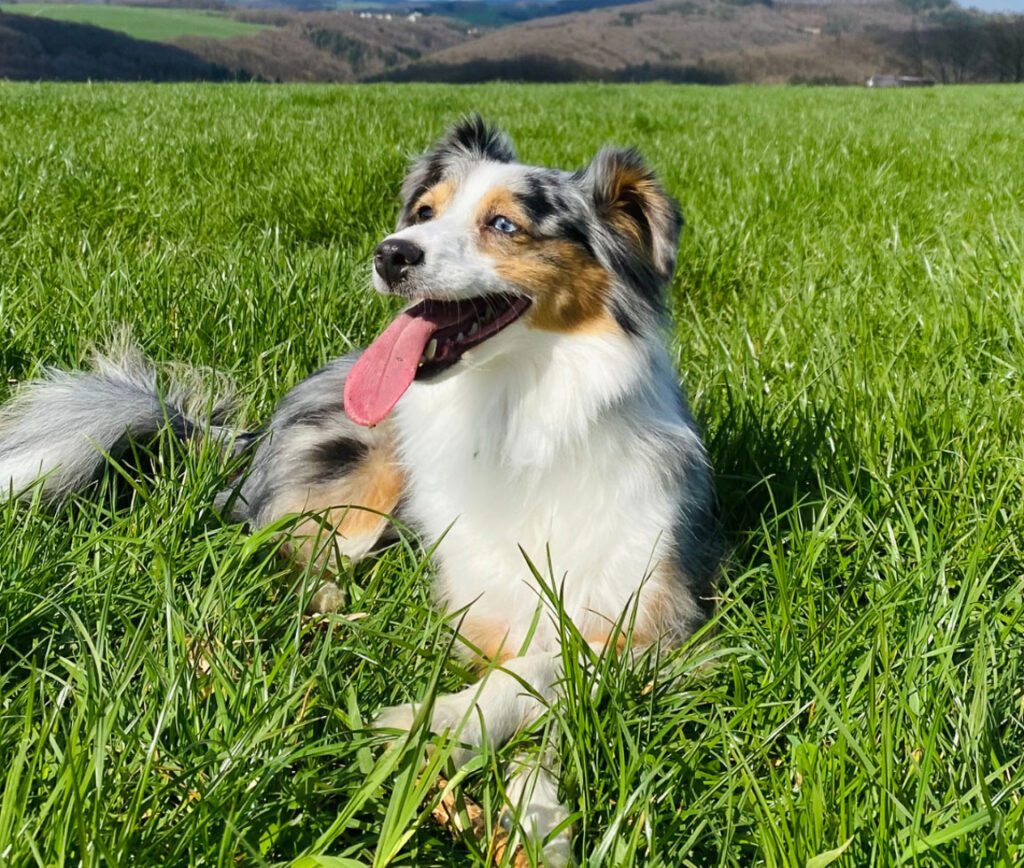 Dog in the countryside on a sunny day