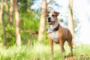 Dog eagerly watching something in a farmyard with a PET Tracker device on its collar.