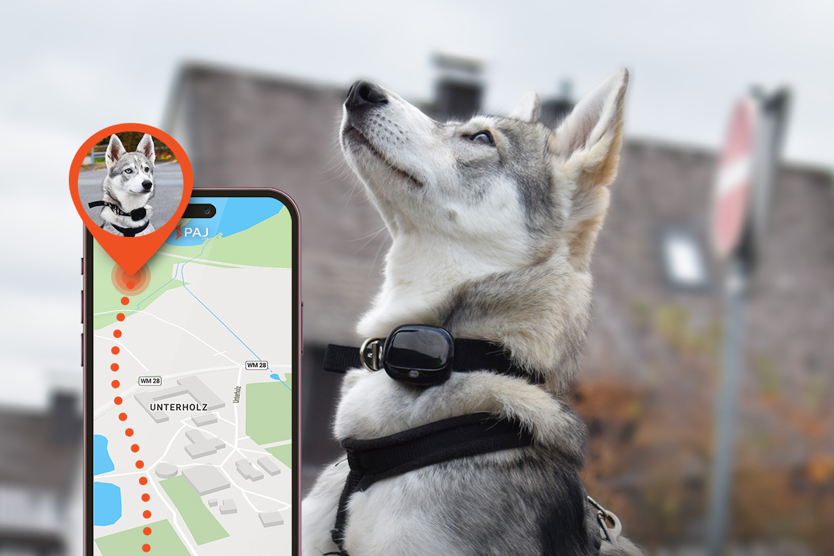 Ensuring Your Pet s Safety A Guide to GPS Trackers