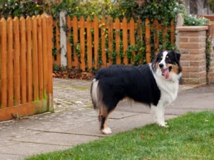 Dog on the street without tag or lead