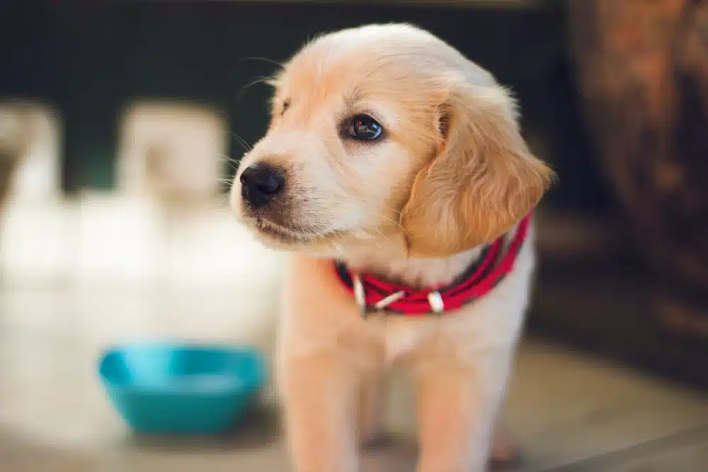 Tips for Overcoming Puppy Blues