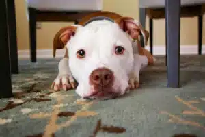 pitbull dog lying under dinner table